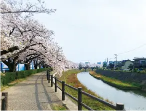 桜土手通り