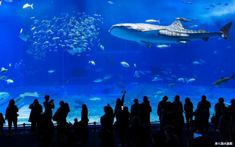 美ら海水族館