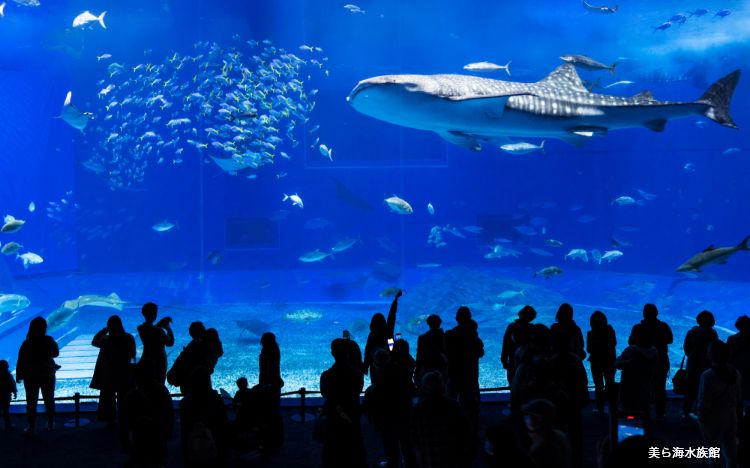 美ら海水族館