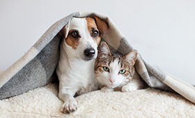 犬・猫の写真